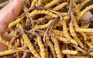 權(quán)威指南：熬一鍋湯放幾根冬蟲夏草？藏域珍饈的科學(xué)用量標(biāo)準(zhǔn)