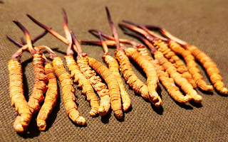 權(quán)威解讀：冬蟲(chóng)夏草燉雞湯，藏域滋養(yǎng)與家常美味的雙向奔赴-西藏那曲蟲(chóng)草網(wǎng)