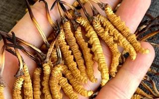 權(quán)威播報(bào)：2026年冬蟲夏草市場價格行情解析