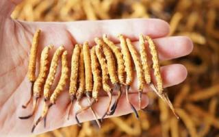 冬蟲夏草各地產(chǎn)量揭秘，西藏那曲蟲草網(wǎng)帶你看清產(chǎn)區(qū)產(chǎn)量格局