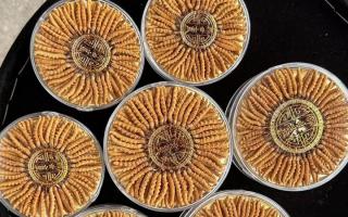 正宗那曲冬蟲夏草其實(shí)很便宜，打破高價(jià)迷局，回歸價(jià)值本質(zhì)