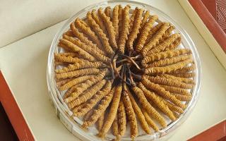 冬蟲夏草不養(yǎng)生會(huì)怎么樣？正視滋養(yǎng)價(jià)值，規(guī)避認(rèn)知誤區(qū)