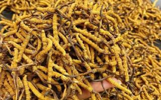 西藏那曲蟲草網(wǎng)｜一克冬蟲夏草煲多少水合適？行業(yè)權(quán)威指南來(lái)了