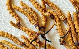 3月冬蟲夏草市場價格解析，行業(yè)權(quán)威走勢+選購指南