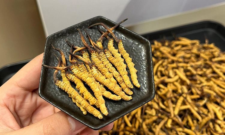 怎么選冬蟲夏草好壞 