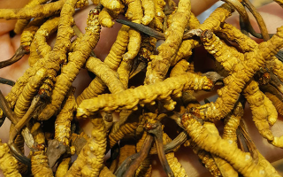 冬蟲夏草哪家牌子好？3大核心標(biāo)準(zhǔn)+優(yōu)質(zhì)品牌盤點(diǎn)