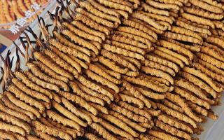 寶寶可以服用冬蟲夏草嗎？權(quán)威指南，科學(xué)滋補(bǔ)不踩坑