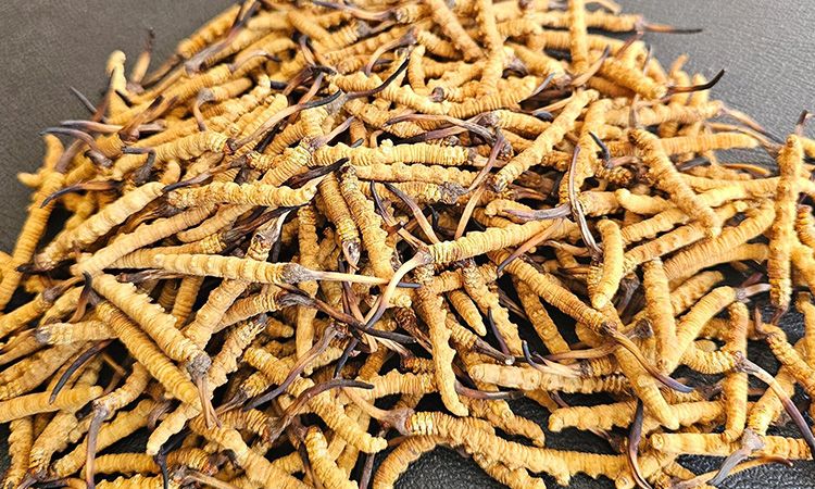 選對(duì)冬蟲夏草不踩坑 