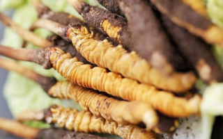 雪域珍草可尋蹤——西藏那曲蟲草網(wǎng)教你找準(zhǔn)冬蟲夏草正規(guī)購(gòu)買渠道