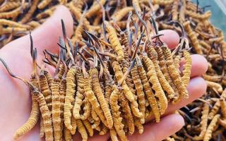 35元一根的冬蟲夏草能買嗎？——揭秘低價(jià)蟲草真相