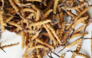 養(yǎng)生滋補(bǔ)冬蟲夏草哪里買？西藏那曲蟲草網(wǎng)教你選對(duì)渠道，買正買值