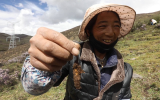 西藏哪個地區(qū)冬蟲夏草好？那曲蟲草穩(wěn)居品質(zhì)之巔