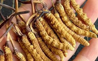 冬蟲夏草對(duì)身體有什么用？那曲蟲草行業(yè)網(wǎng)站詳解核心功效