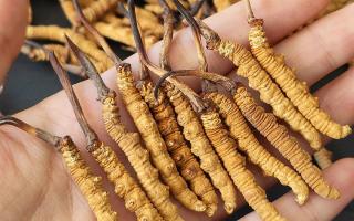 正宗冬蟲(chóng)夏草怎么選購(gòu)？那曲蟲(chóng)草行業(yè)網(wǎng)站教你避坑指南-西藏那曲蟲(chóng)草網(wǎng)