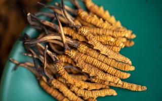 4根一克的冬蟲夏草多大？那曲蟲草行業(yè)網(wǎng)站詳解尺寸標(biāo)準(zhǔn)