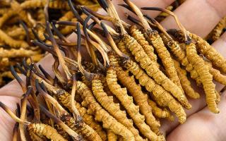 蟲草12根1克多少錢一斤？2026年那曲正宗蟲草價(jià)格詳解