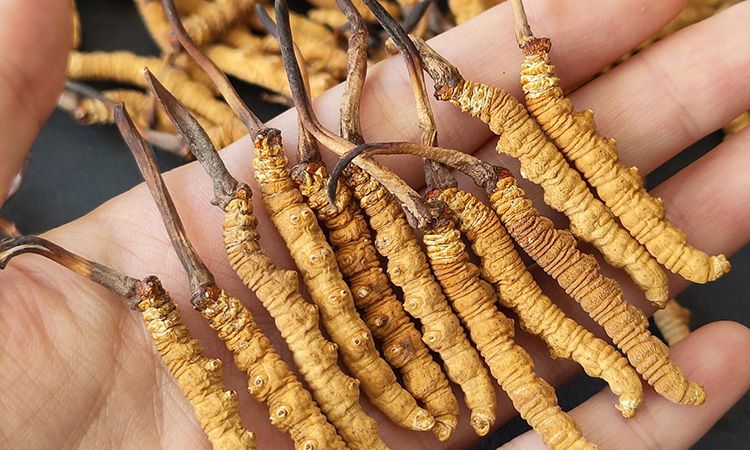 <a href=http://www.sdmkid.com/s/cczjjd target=_blank class=infotextkey>冬蟲夏草真假鑒定</a>