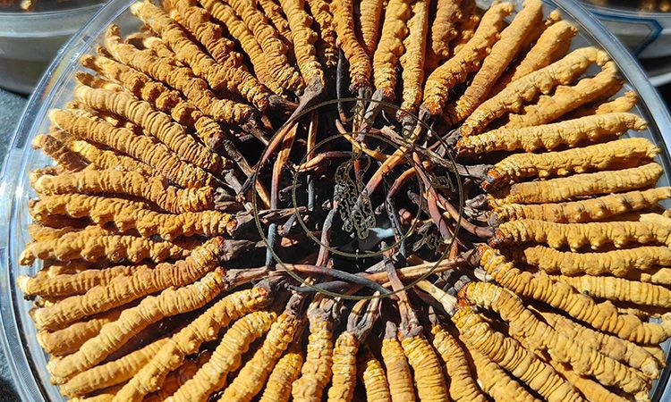 冬蟲夏草保存盒能放多久