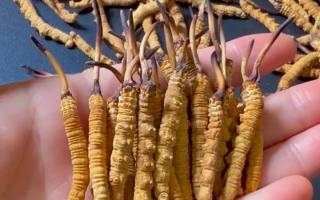 冬蟲(chóng)夏草最長(zhǎng)可以長(zhǎng)多少？藏農(nóng)神草那曲源頭品牌，揭秘雪域蟲(chóng)草的尺寸密碼-西藏那曲蟲(chóng)草網(wǎng)