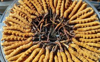 冬蟲(chóng)夏草保存盒能放多久？藏農(nóng)神草那曲源頭品牌，教你科學(xué)存出好品質(zhì)-西藏那曲蟲(chóng)草網(wǎng)