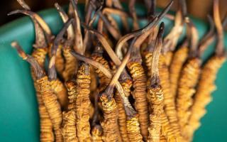 西藏那曲冬蟲(chóng)夏草熬粥攻略：這樣熬最營(yíng)養(yǎng)、最入味-西藏那曲蟲(chóng)草網(wǎng)